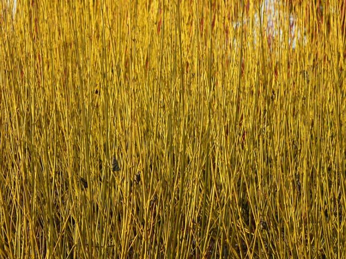 Cornus Sericea 'Flaviramea', Golden-Twig Dogwood, Cornus stolonifera 'Flaviramea', Deciduous Shrubs, Foliage, Fall color, Winter color
